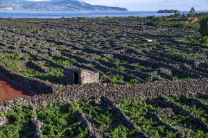 Azores Pico Vineyards UNESCO Wine Heritage - Guide to the Azores