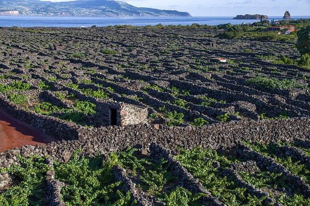 Unesco World Heritage Vineyard - Pico - Azores