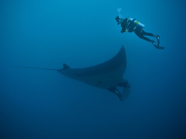 diving Azores Manta rays 1
