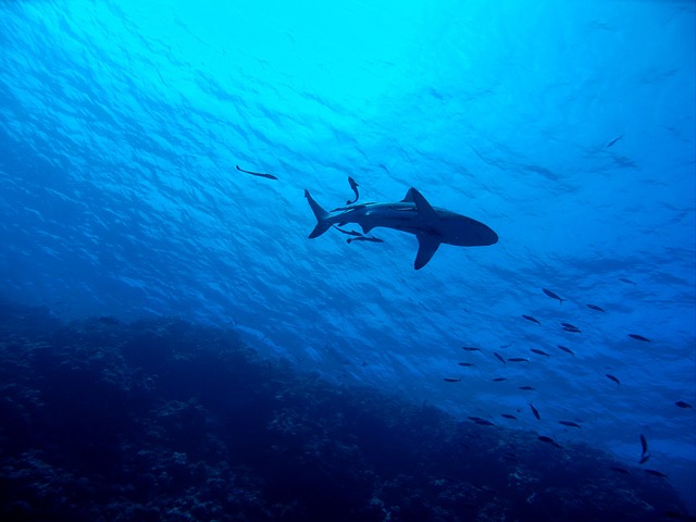 tubarão dos Açores mergulhador