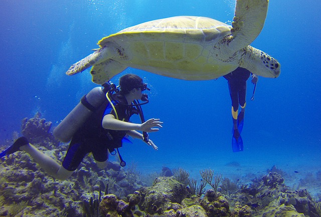 diving Azores turtle