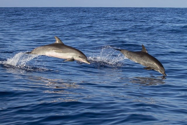 dolphins Azores