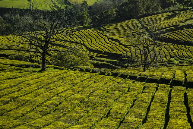 plantação de chá Açores