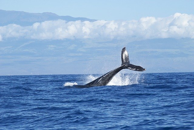 Whale Watching in the Azores