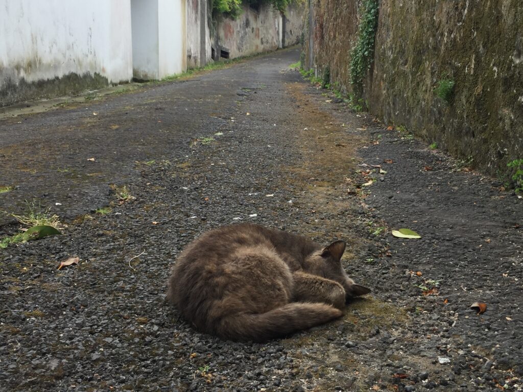 Cat Nap Horta Faial Azores