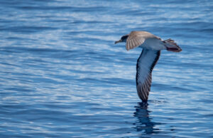 Corys shearwater Calonectris borealis looking for fish Corvo Island Azores Portugal PPL1 Corrected julesvernex2