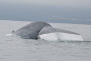 Bela Vista Travel - Whale and Dolphins Watching 5