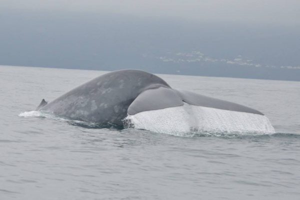 Bela Vista Travel - Osservazione di balene e delfini 5