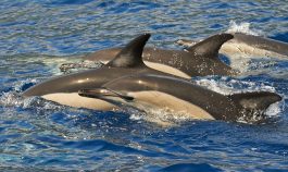 Bela Vista Travel - Whale and Dolphins Watching 1