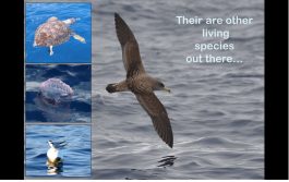 Bela Vista Travel - Whale and Dolphins Watching 8