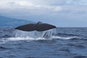 Bela Vista Travel - Whale and Dolphins Watching 7