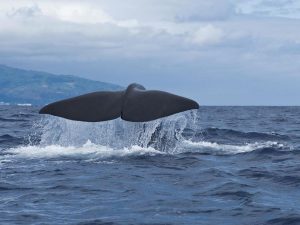 Bela Vista Travel - Osservazione di balene e delfini 7
