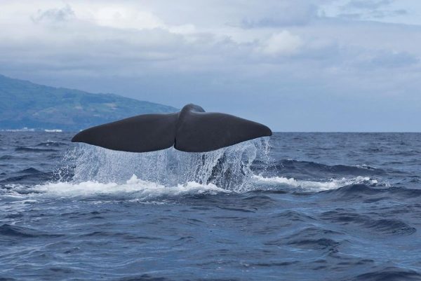 Bela Vista Travel - Osservazione di balene e delfini 7