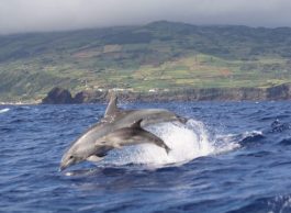 Bela Vista Travel - Whale and Dolphins Watching 6