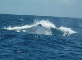 Bela Vista Travel - Whale and Dolphins Watching 4