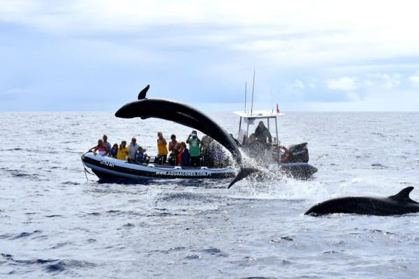 Viaggi Bela Vista - Osservazione di balene e delfini 10