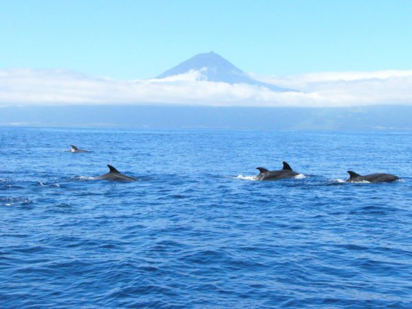 Bela Vista Travel - Whale and Dolphins Watching 9
