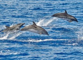 Bela Vista Travel - Whale and Dolphins Watching 3