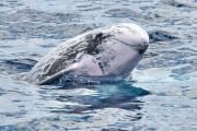 Bela Vista Travel - Whale and Dolphins Watching 2