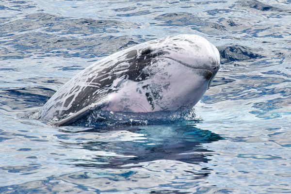 Viaggio Bela Vista - Osservazione di balene e delfini 2