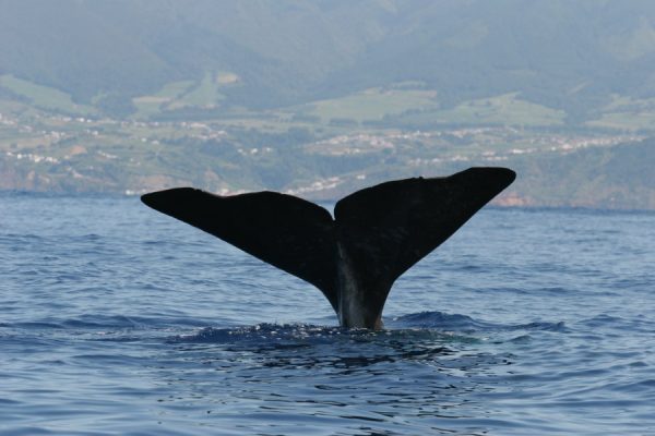 Norberto Diver - Guide to the Azores
