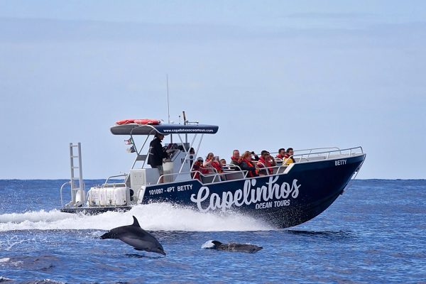 Capelinhos Ocean Tour - Guia dos Açores
