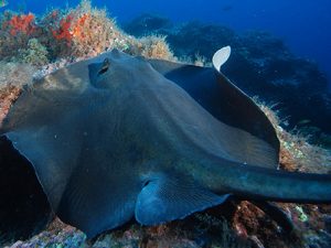 Norberto Diver - Guida alle Azzorre - Immersioni costiere