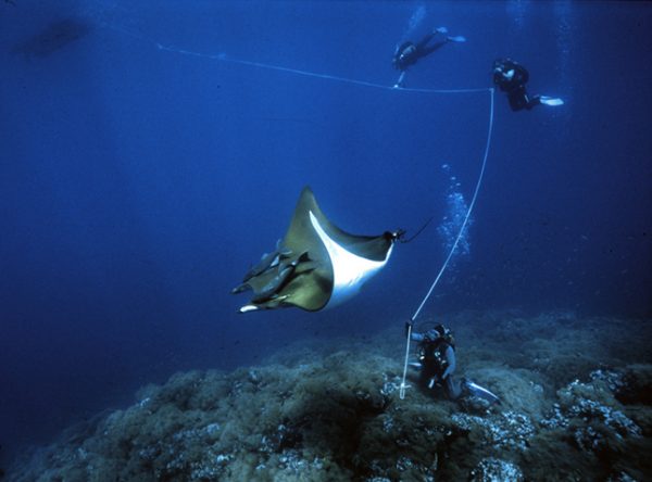 Norberto Diver - Guide to the Azores - Diving with Mantas