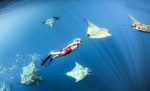Norberto Diver - Guide to the Azores - Mergulha com Mantas