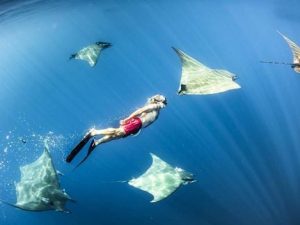 Norberto Diver - Guide to the Azores - Diving with Mantas