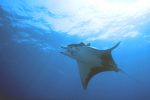 Norberto Diver - Guide to the Azores - Mergulha com Mantas