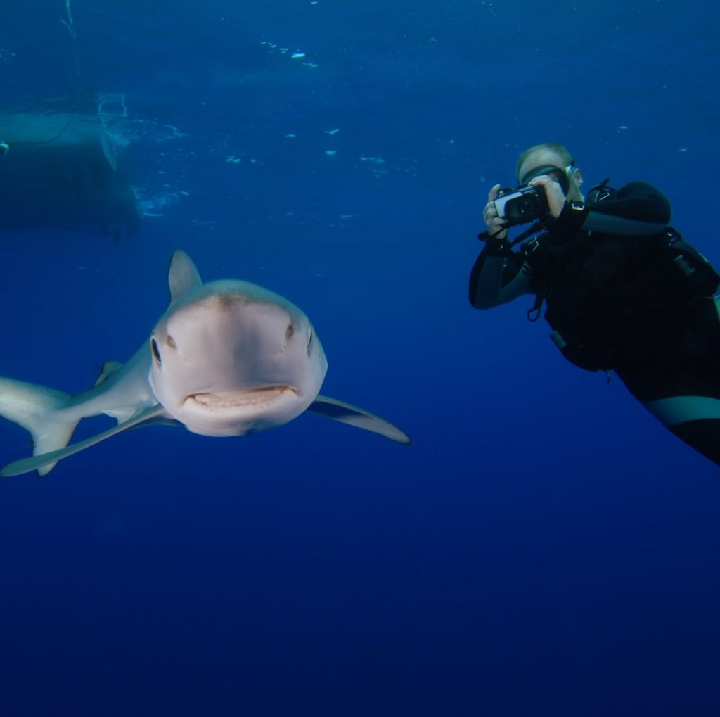 Norberto Diver - Guide to the Azores - Diving with Sharks