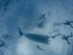 Norberto Diver - Guide to the Azores - Plongée avec les requins