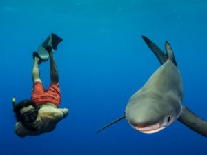 Norberto Diver - Guide to the Azores - Diving with Sharks