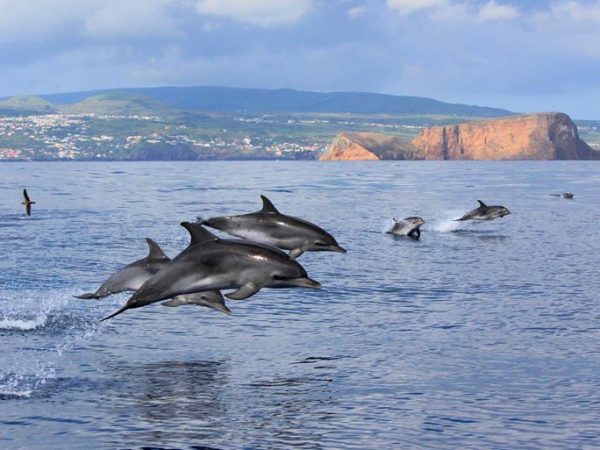 Ocean Emotion - Guide to the Azores - Observação de Baleias e Golfinhos