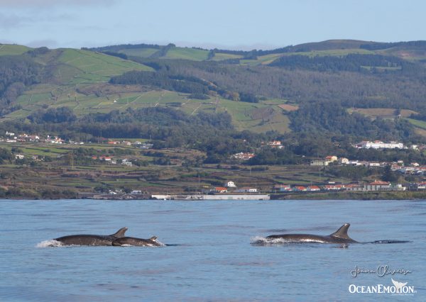Ocean Emotion - Guide to the Azores - Whale and Dolphins Watching