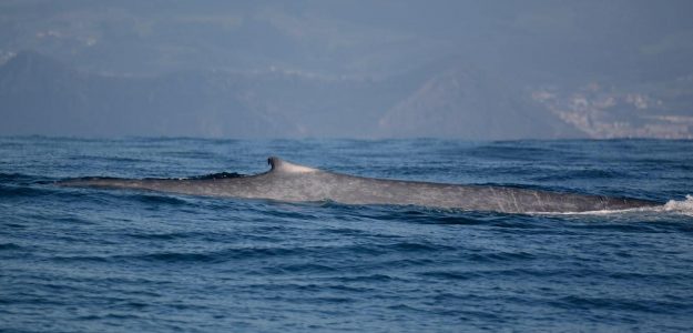 cropped Ocean Emotion Guide to the Azores Whale and Dolphins Watching VI