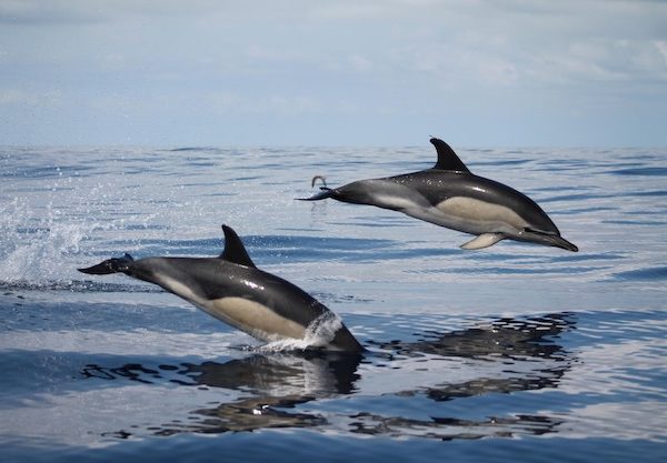 Norberto Diver - Guide to the Azores