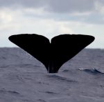 Azores Experience - Guide to the Azores Observação de Cetáceos - Faial