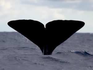 Azores Experience - Guide to the Azores Whale Watching - Faial