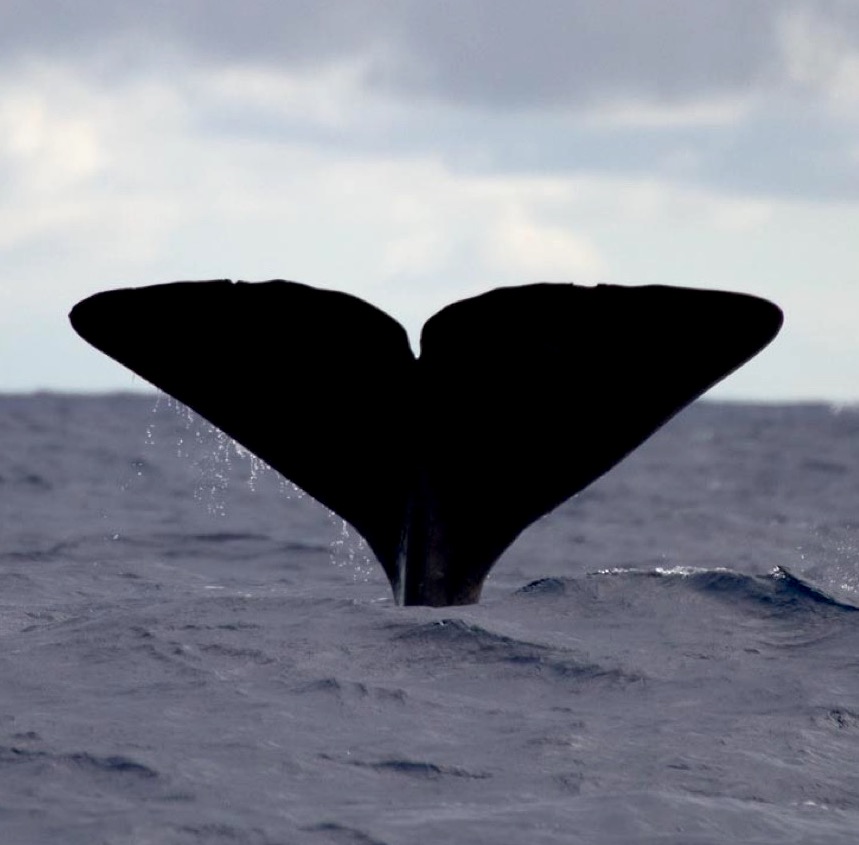 Esperienza Azzorre - Guida all'osservazione delle balene alle Azzorre - Faial