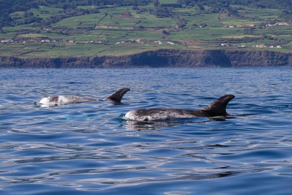 Esperienza Azzorre - Guida all'osservazione delle balene alle Azzorre Faial