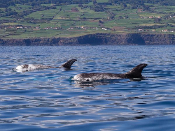 Azores Experience - Guide to the Azores Whale Watching Faial