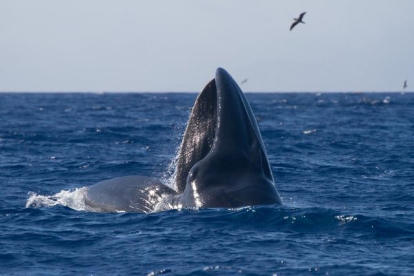 Esperienza Azzorre - Guida all'osservazione delle balene alle Azzorre Faial