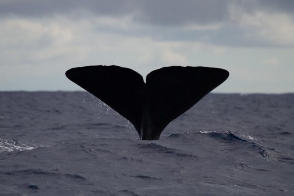 Azores Experience - Guide to the Azores Whale Watching Faial