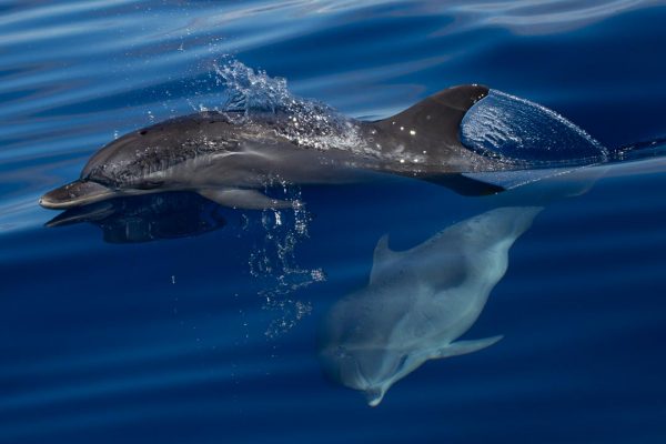 Esperienza Azzorre - Guida alle Azzorre - Tour privato per l'avvistamento delle balene - Faial