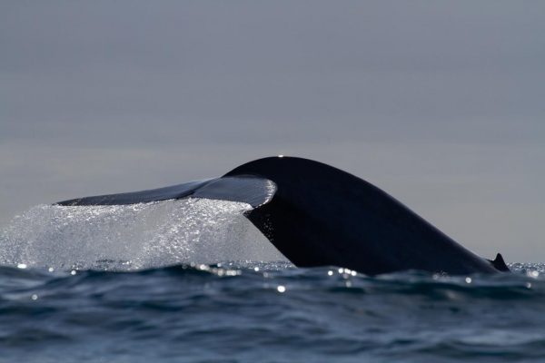Esperienza Azzorre - Guida alle Azzorre - Tour privato per l'avvistamento delle balene - Faial