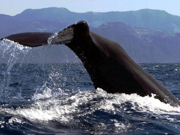 Terra Azul - Guide to the Azores - Observação de Baleias e Passeio de Barco ao Ilhéu