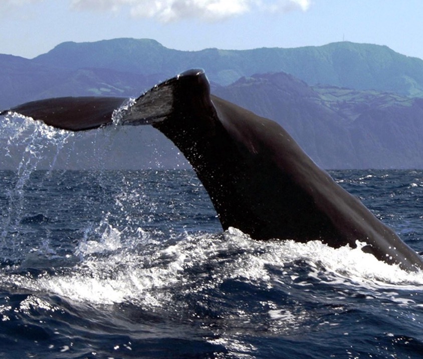 Terra Azul - Guia dos Açores - Observação de Baleias e Passeio de Barco ao Ilhéu