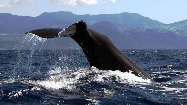 Terra Azul - Guide to the Azores - Whale Watching & Islet Boat Tour